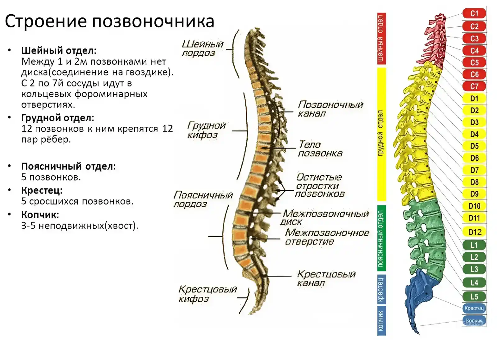 Позвоночник человека - анатомия, позвонки, изгибы и отделы